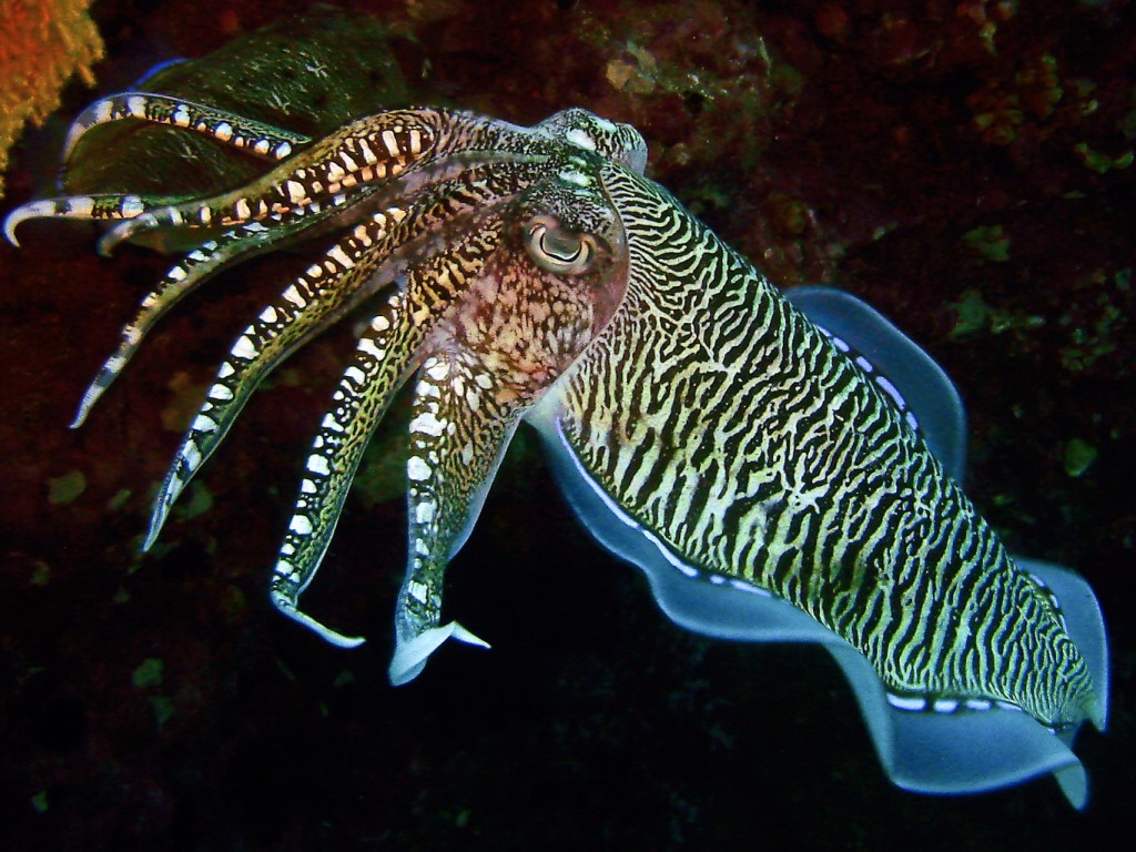 cuttlefish