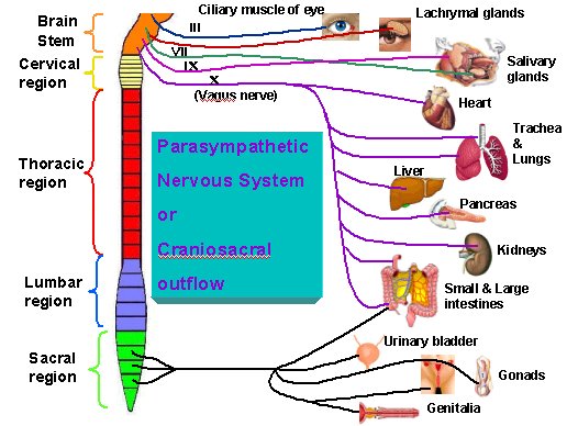 parasympathetic nervous system