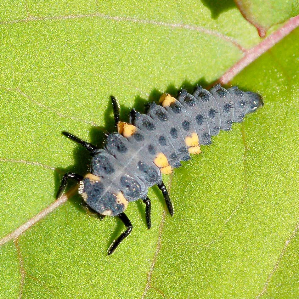 【larva】什么意思_英语larva的翻译_音标_读音