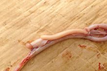 慢性小肠球虫肠管粗细不匀，剪开外翻
