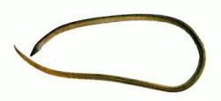 长尾鞭鳗