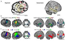 fMRI显示人和狗的听觉区域
