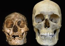 弗洛勒斯人(左)和现代人头骨比较