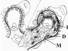 急性肾炎综合征