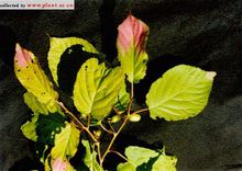 狗枣猕猴桃 狗枣猕猴桃