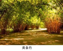黄条竹 黄条竹
