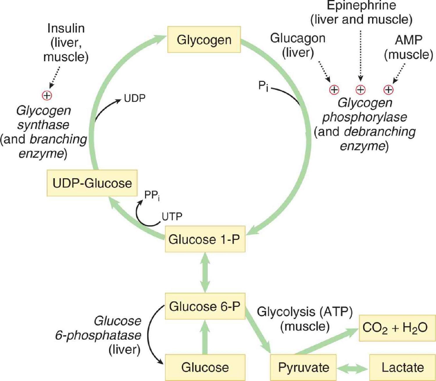  glycogenesis glycogenesis 